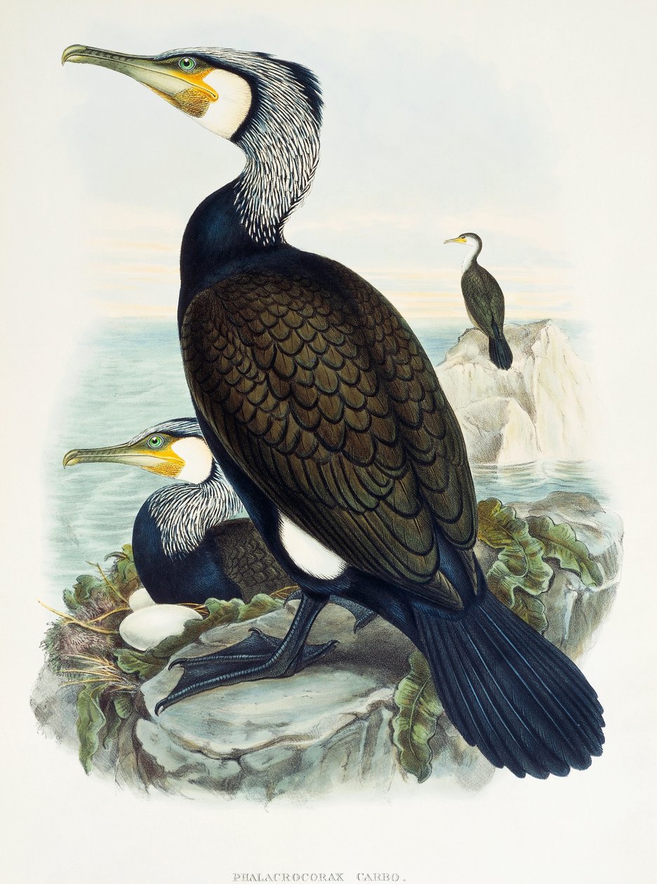 Büyük Karabatak (Phalacrocorax carbo), Büyük Britanya Kuşları