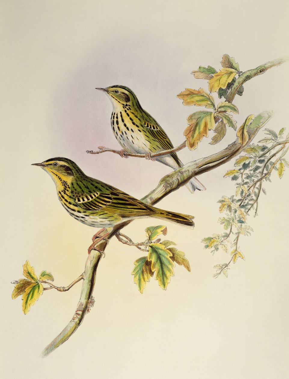 Hint Ağacı-Pipit (Pipastes agilis), Birds of Asia