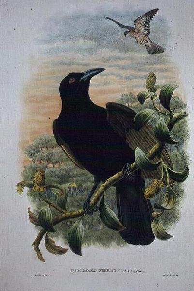 Lucocorax Pyrrhopterus, Cennet veya İpeksi Karga (lito) by William Matthew Hart