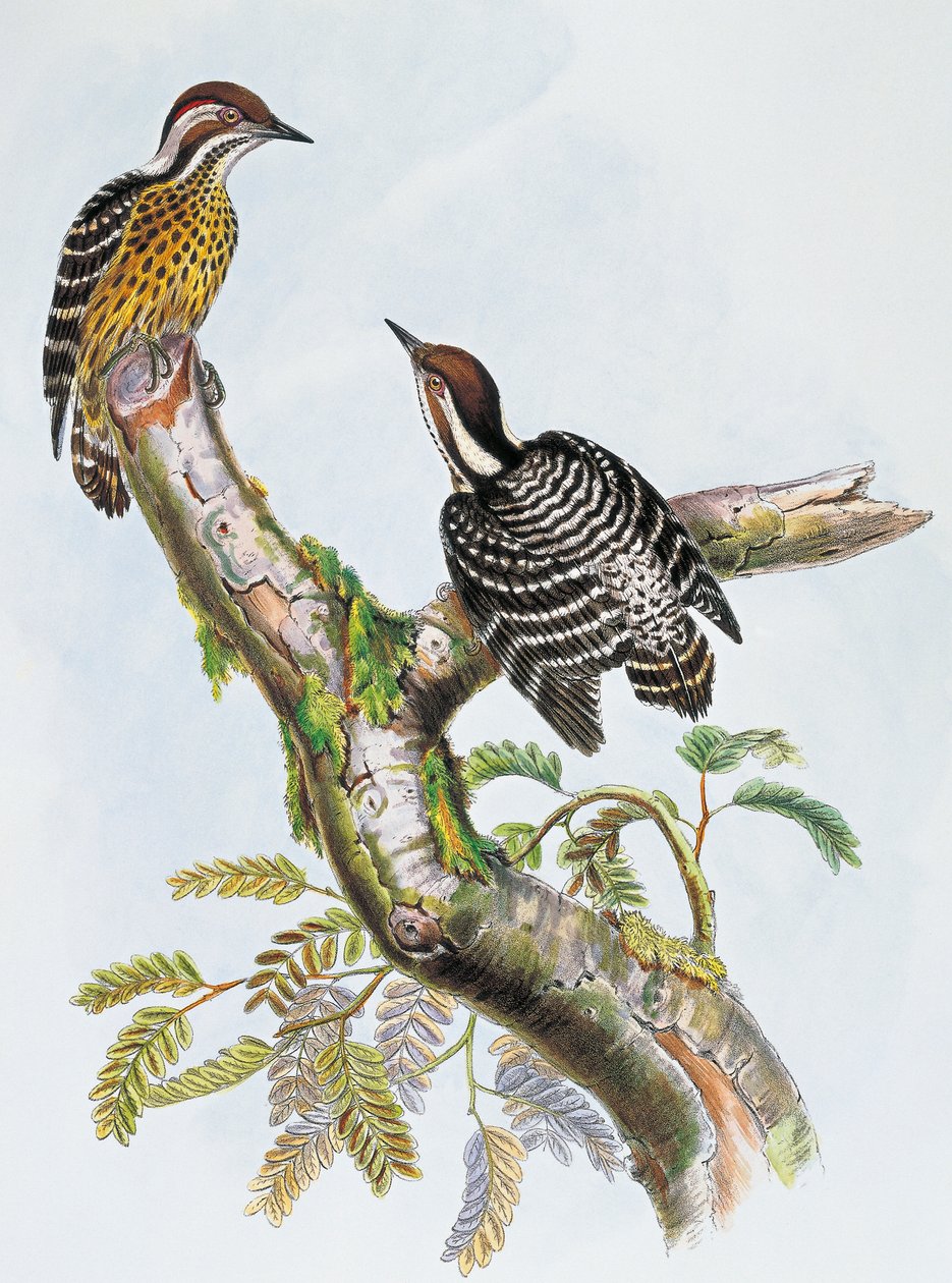 Filipin Pigme Ağaçkakan (Dendrocopos maculatus), William Matthew Hart (1830-1908), Birleşik Krallık tarafından litografi by William Matthew Hart