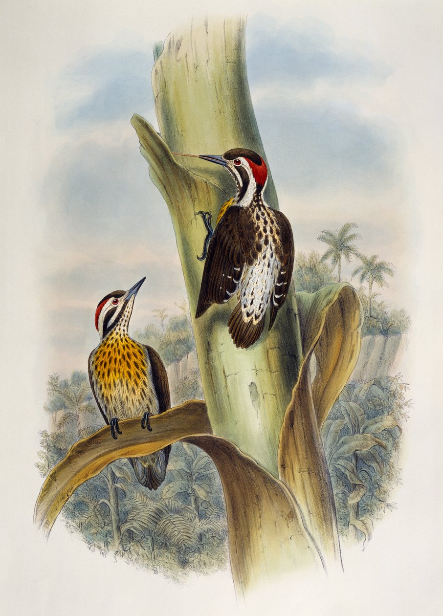 Filipin Pigme Ağaçkakan (Dendrocopos maculatus), Asya Kuşları