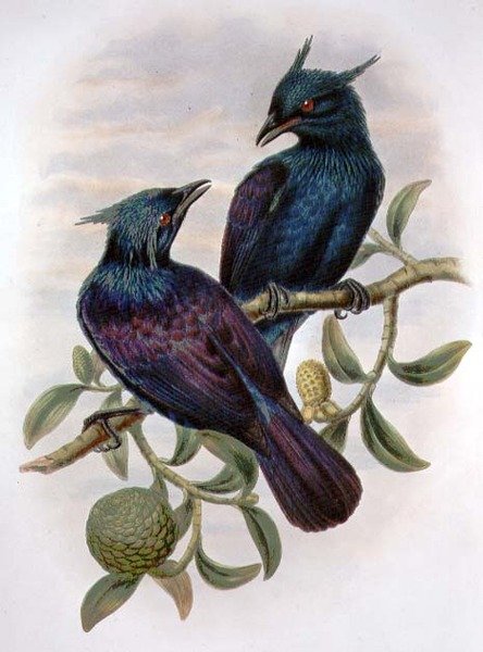 Phonygama Purpureiviolacea (renkli taş) by William Matthew Hart