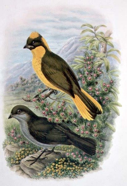 Prinodura Newtoniana, Golden Bowerbird (renkli lito) by William Matthew Hart