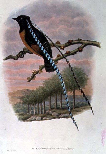 Pteridophora Alberti, Saksonya Cennet Kuşu Kralı (renkli taş) by William Matthew Hart