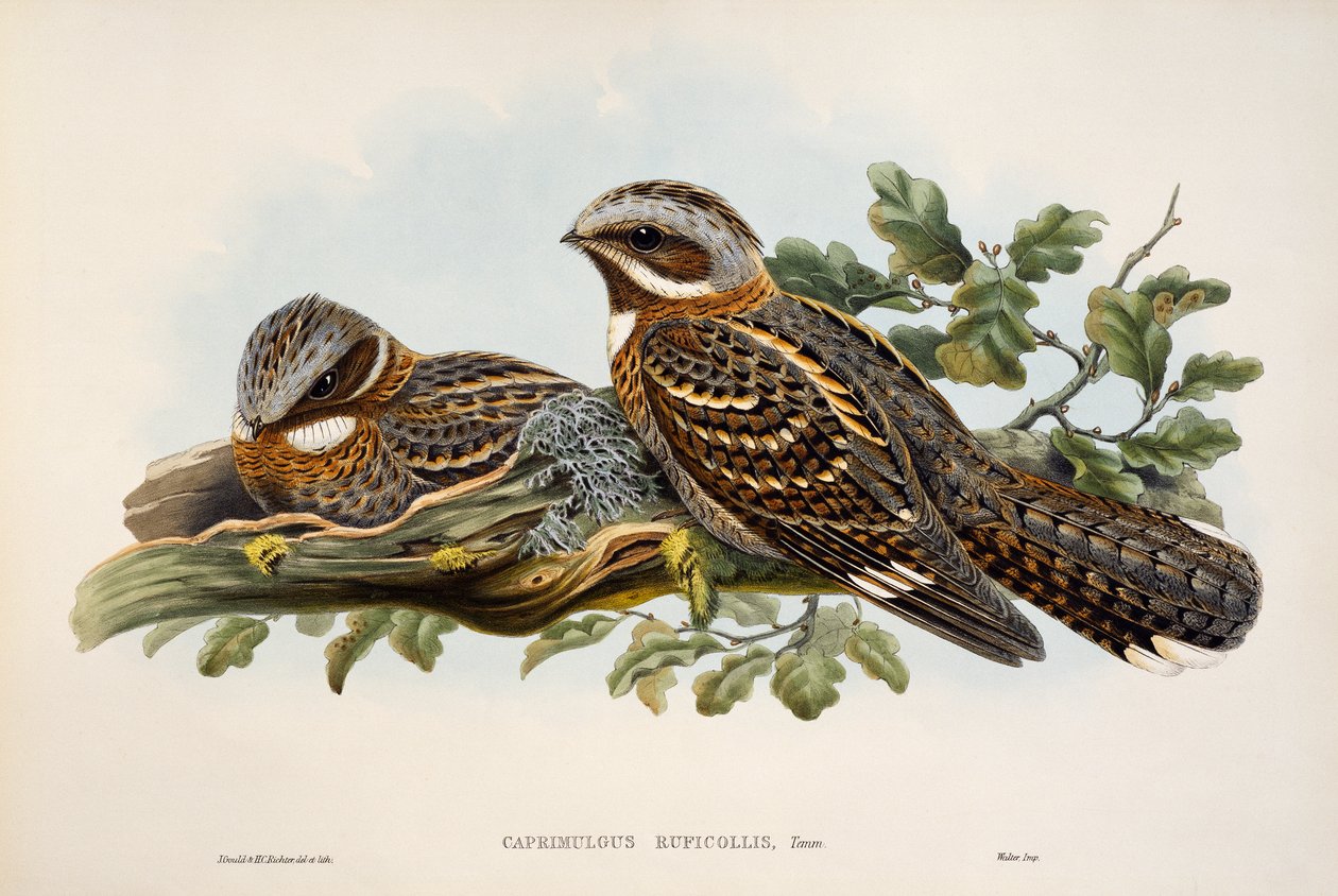 Kızıl boyunlu Nightjar (Caprimulgus ruficollis), Büyük Britanya Kuşları