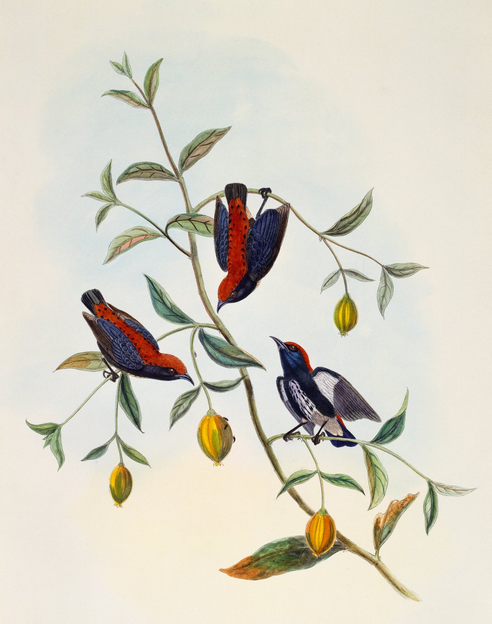 Kızıl sırtlı Çiçekkakan (Dicaeum cruentatum), gravür William Matthew Hart (1830-1908), Birleşik Krallık by William Matthew Hart