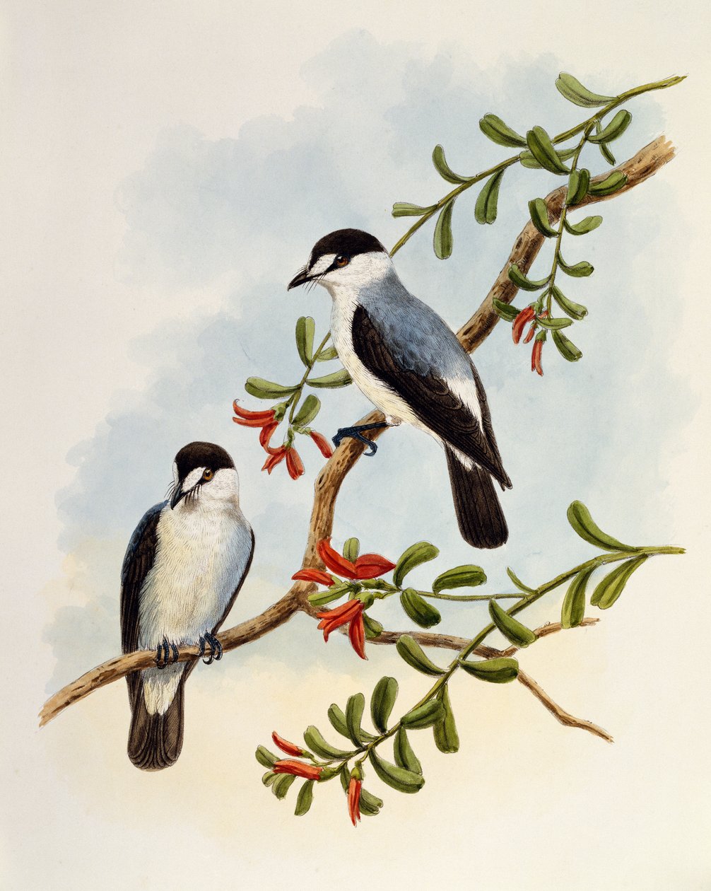 Torrent Robin (Monachella muelleriana), gravür William Matthew Hart (1830-1908), Birleşik Krallık by William Matthew Hart