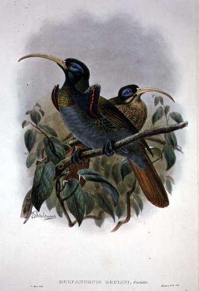 Beyaz Orak Gagalı Cennet Kuşu (renkli taş) by William Matthew Hart