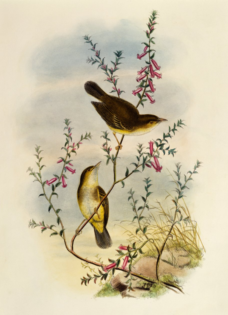 Beyaz Benekli Sinekkapan (Pseudogerygone notata), gravür William Matthew Hart (1830-1908), Birleşik Krallık by William Matthew Hart