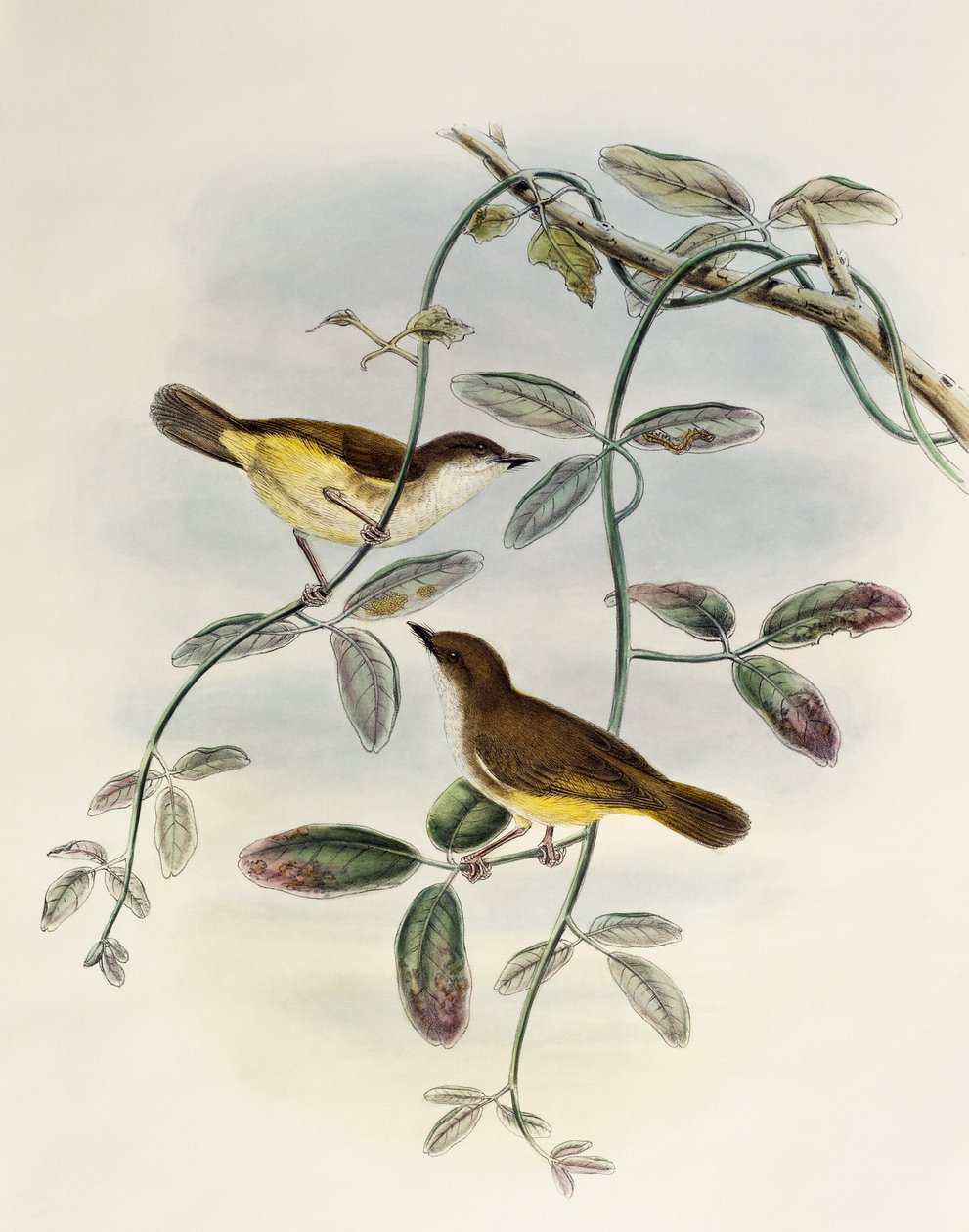 Sarı karınlı Gerygone (Gerygone chrysogaster), Birds of Asia