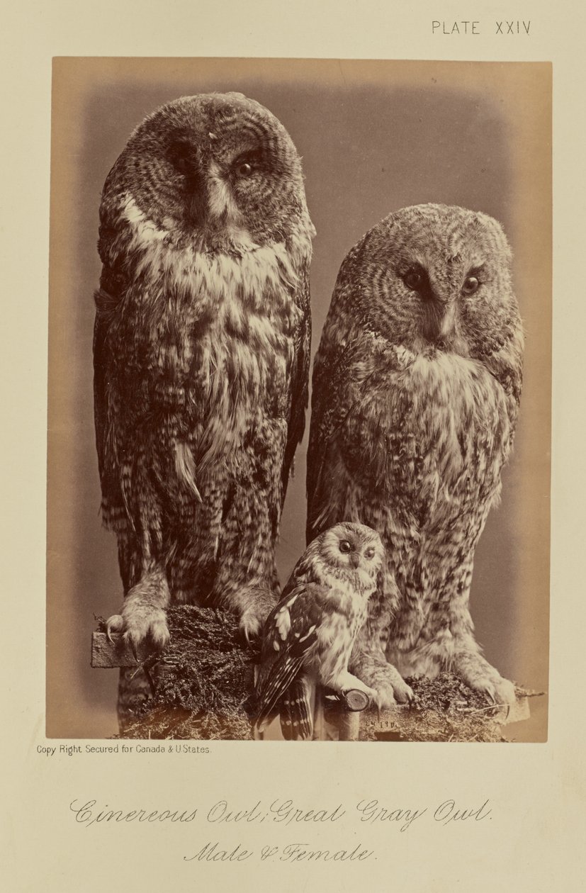  by William Notman