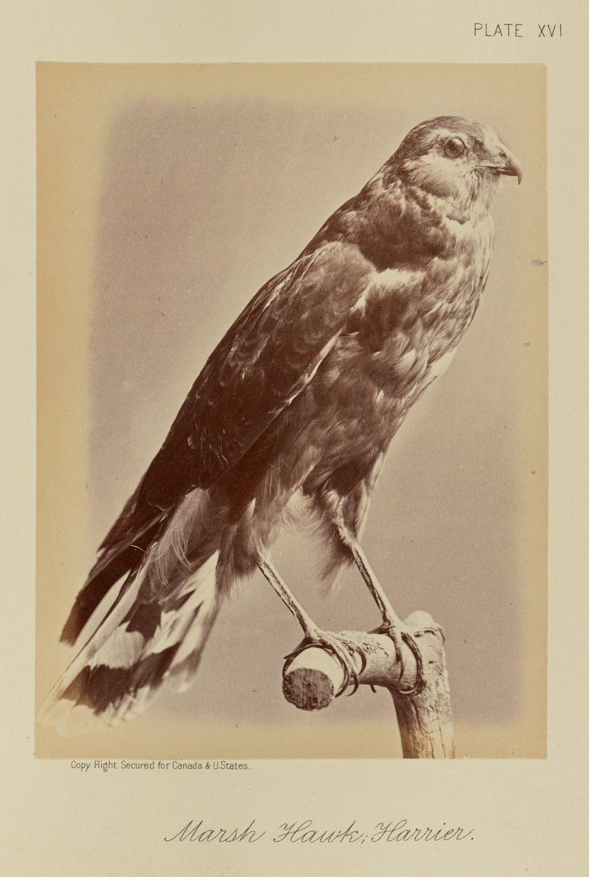  by William Notman