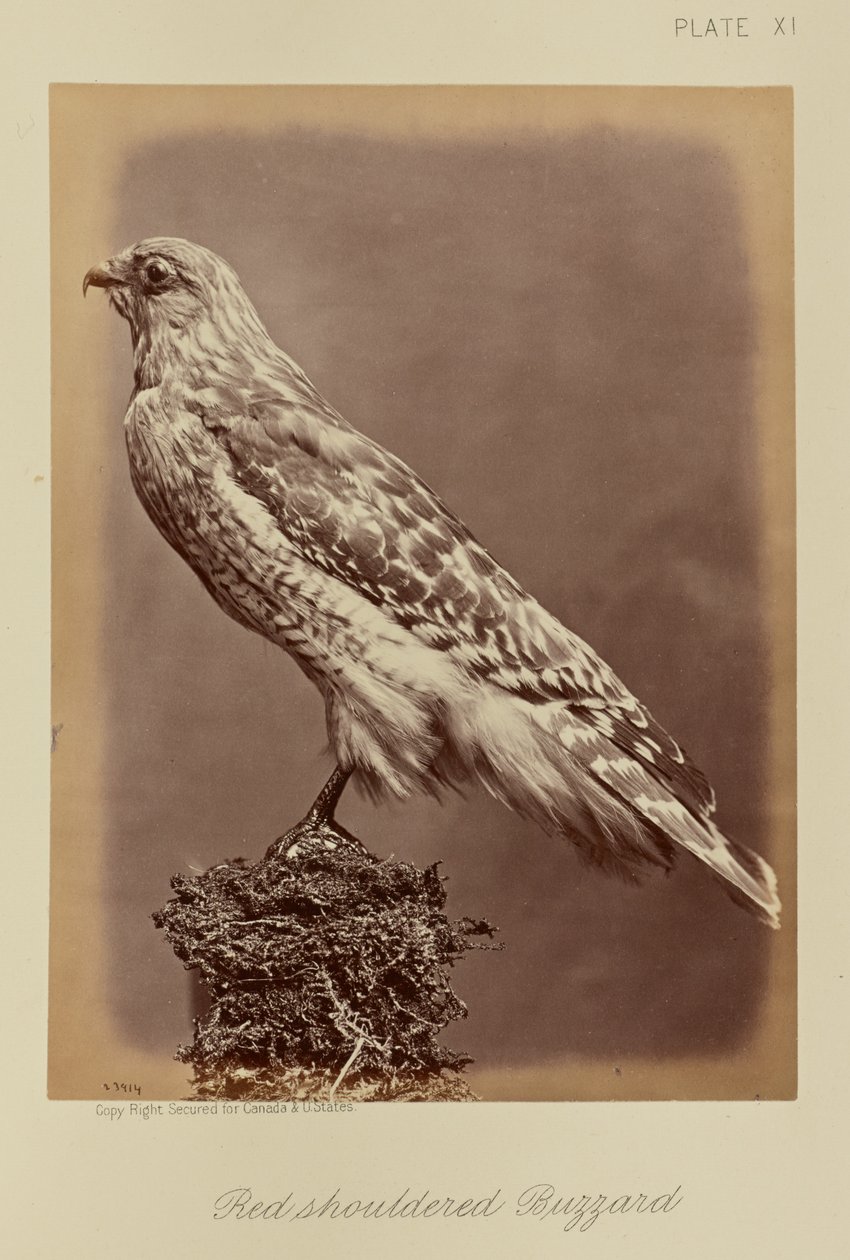  by William Notman