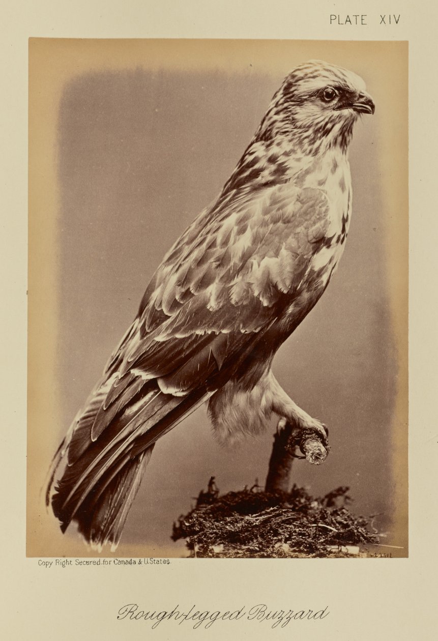  by William Notman