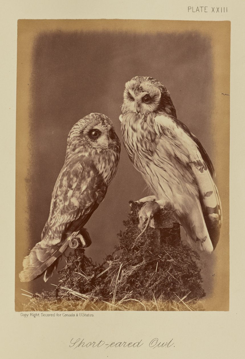  by William Notman