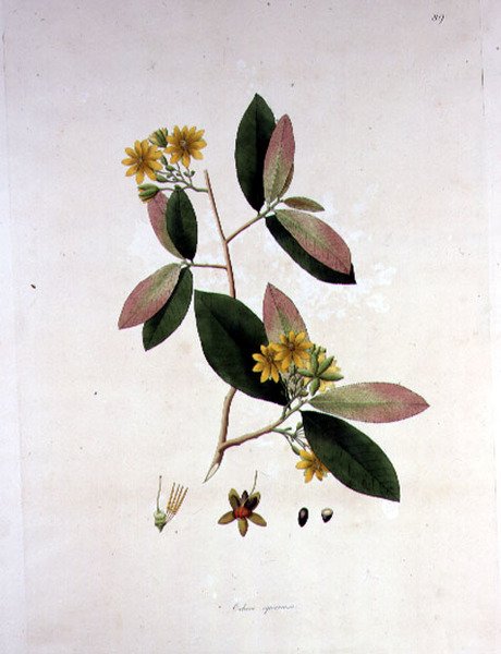 Ochna squarrosa, 