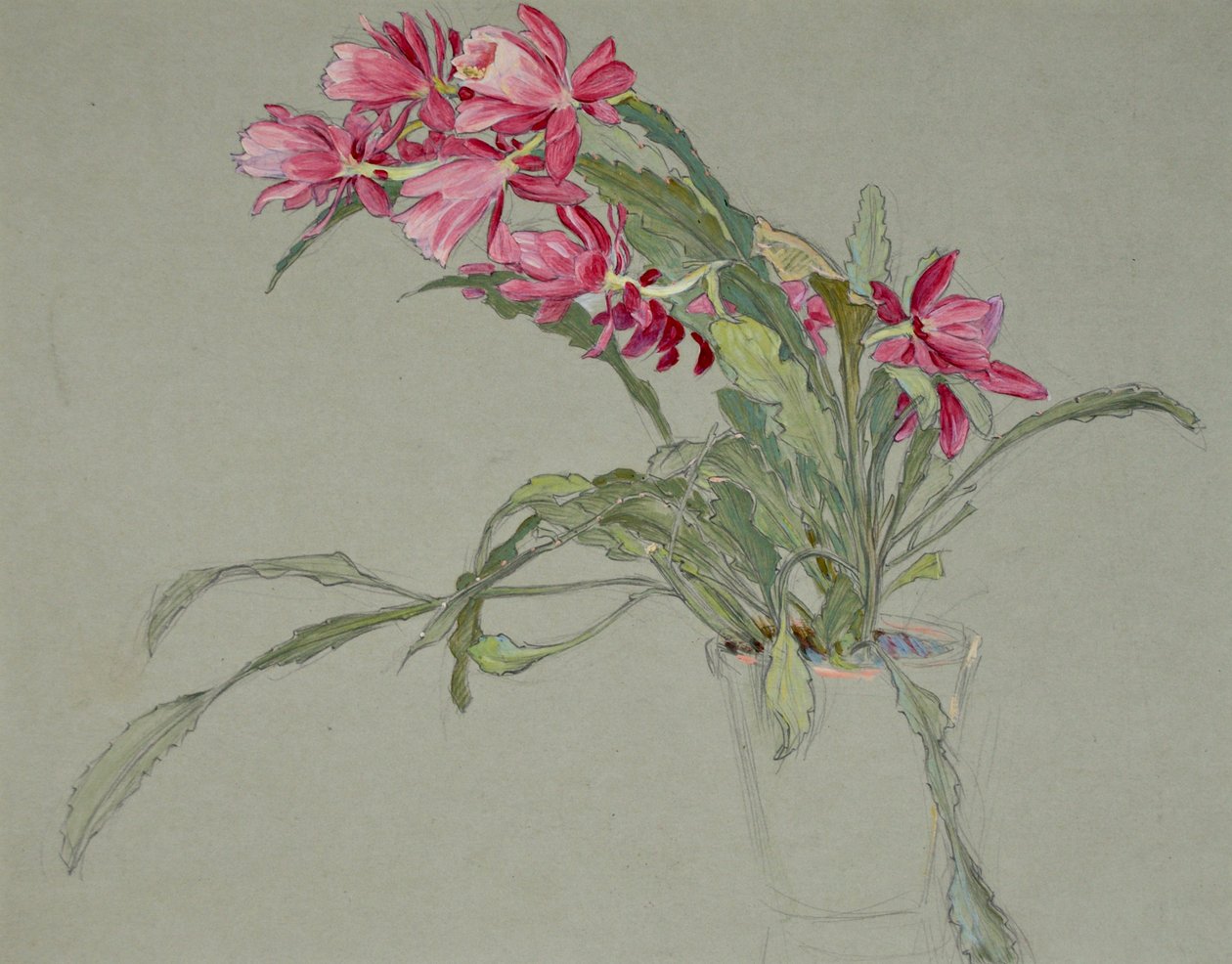 Noel Kaktüsü, 1920-30 civarı (suluboya) by William Shackleton