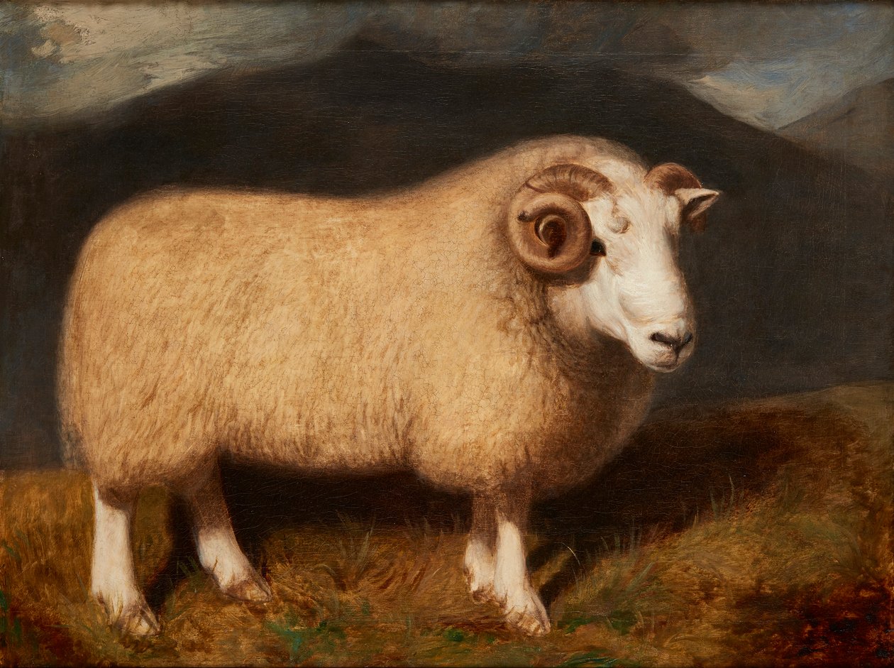Cheviot Ram (tuval üzerine yağlı boya) by William Shiels