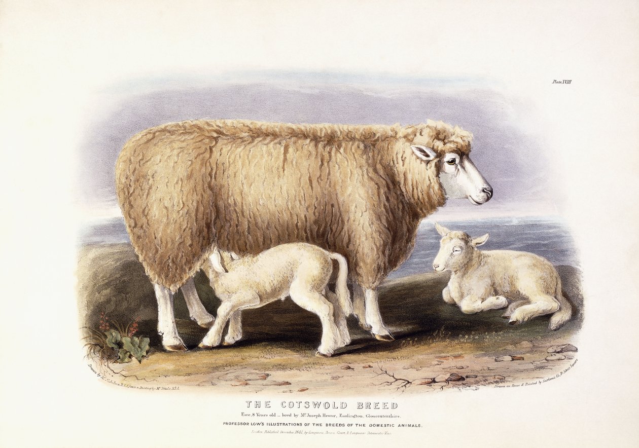 Cotswold Irk, Ewe, 8 yaşında, 1840-1842 by William Shiels