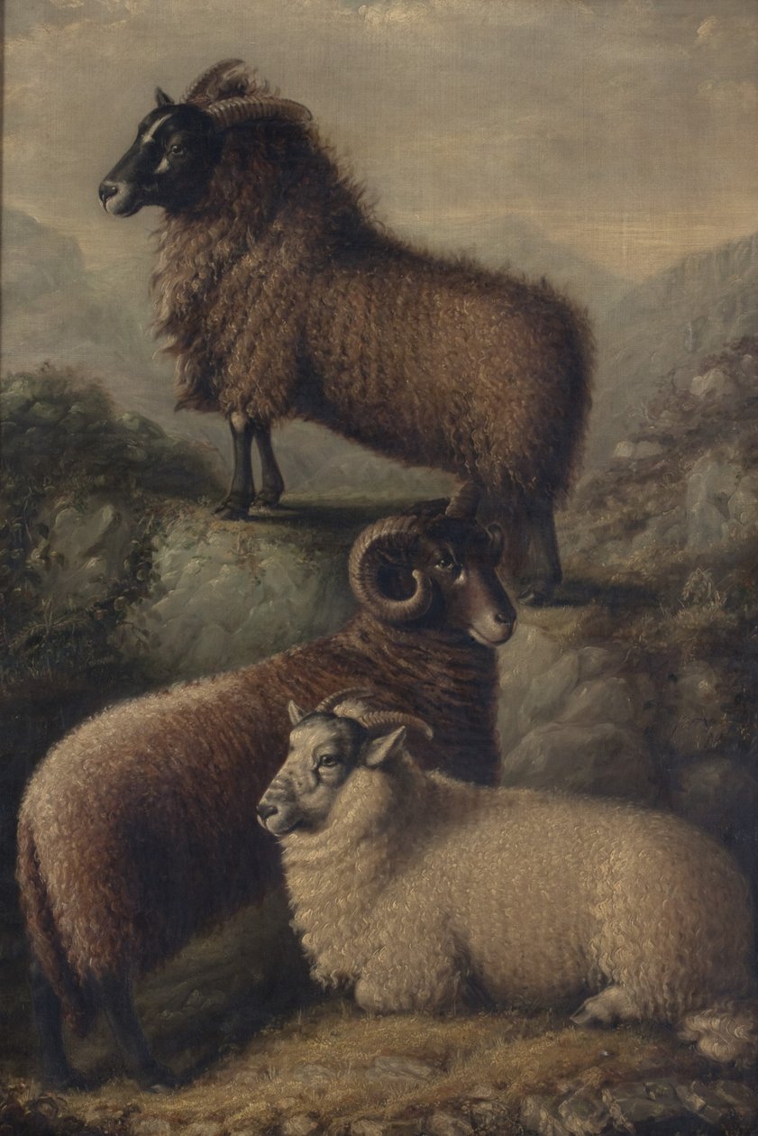  by William Shiels
