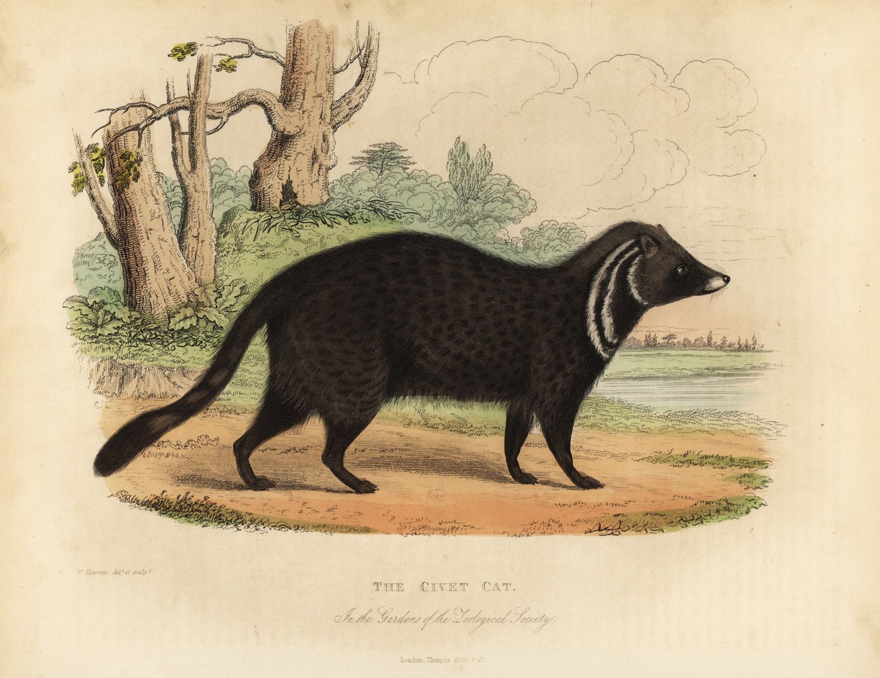Afrika misk kedisi, Civettictis civetta. by William Smellie