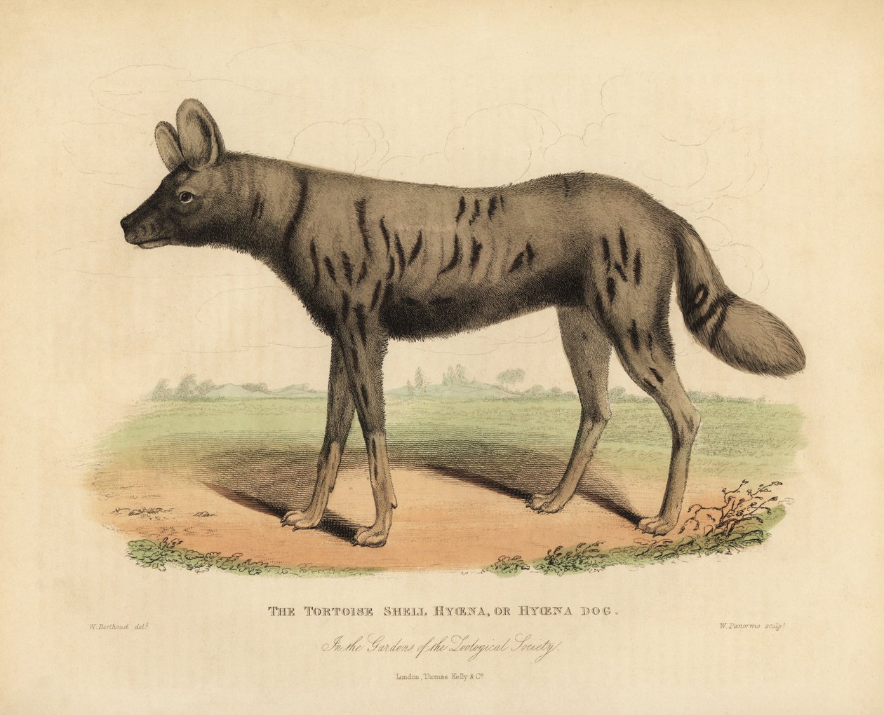 Afrika av köpeği, Lycaon pictus. by William Smellie