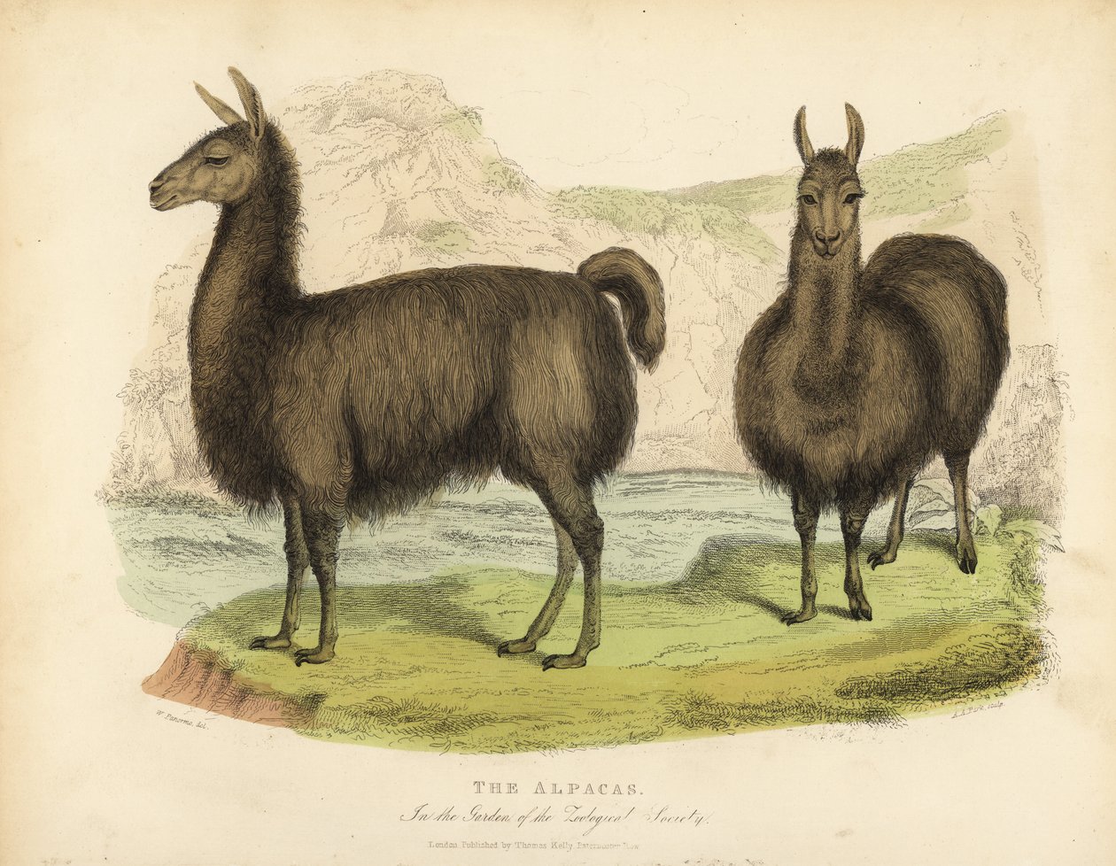 Alpaka, Vicugna pacos. by William Smellie
