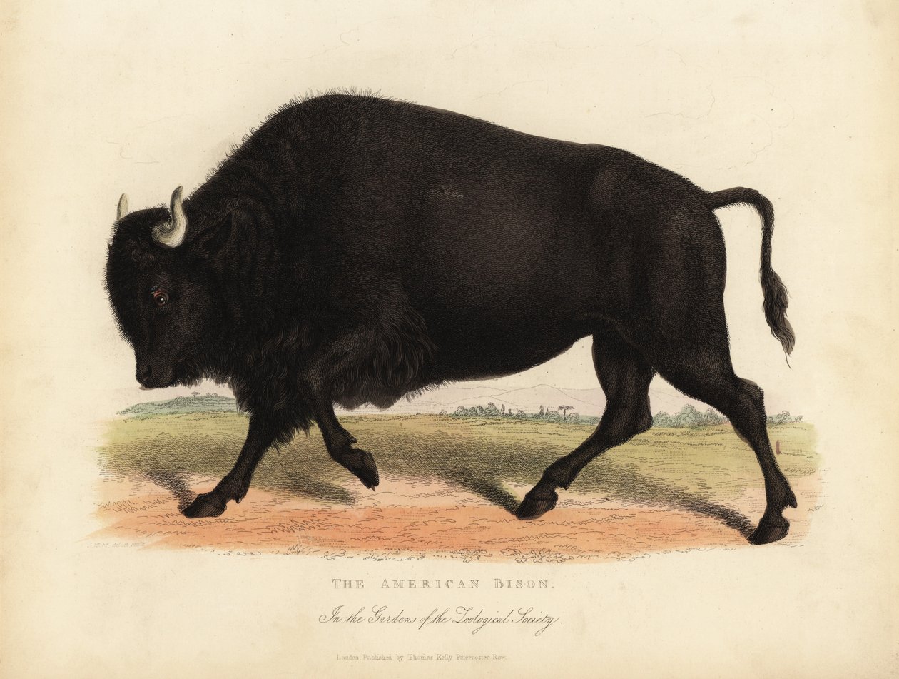 Amerikan bizonu veya bufalo, Bison bizonu. by William Smellie