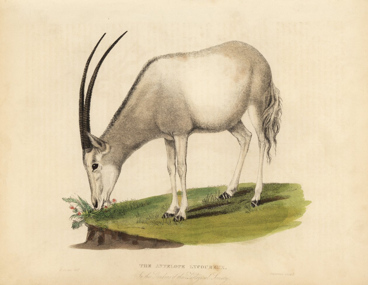 Arap oryx veya beyaz oryx, Oryx leucoryx. Hassas. by William Smellie