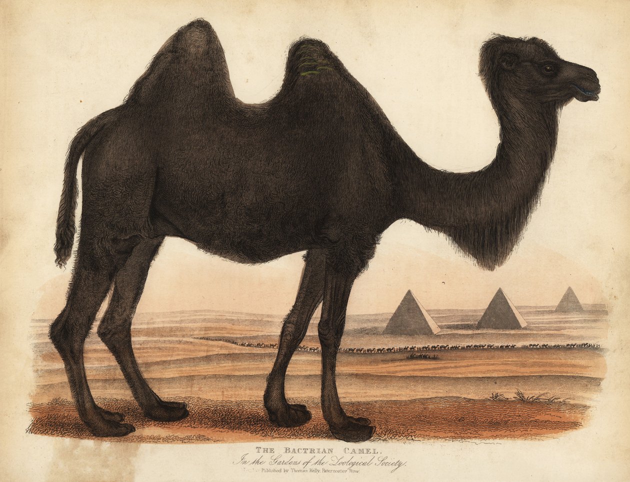 Bactrian devesi, Camelus bactrianus. by William Smellie
