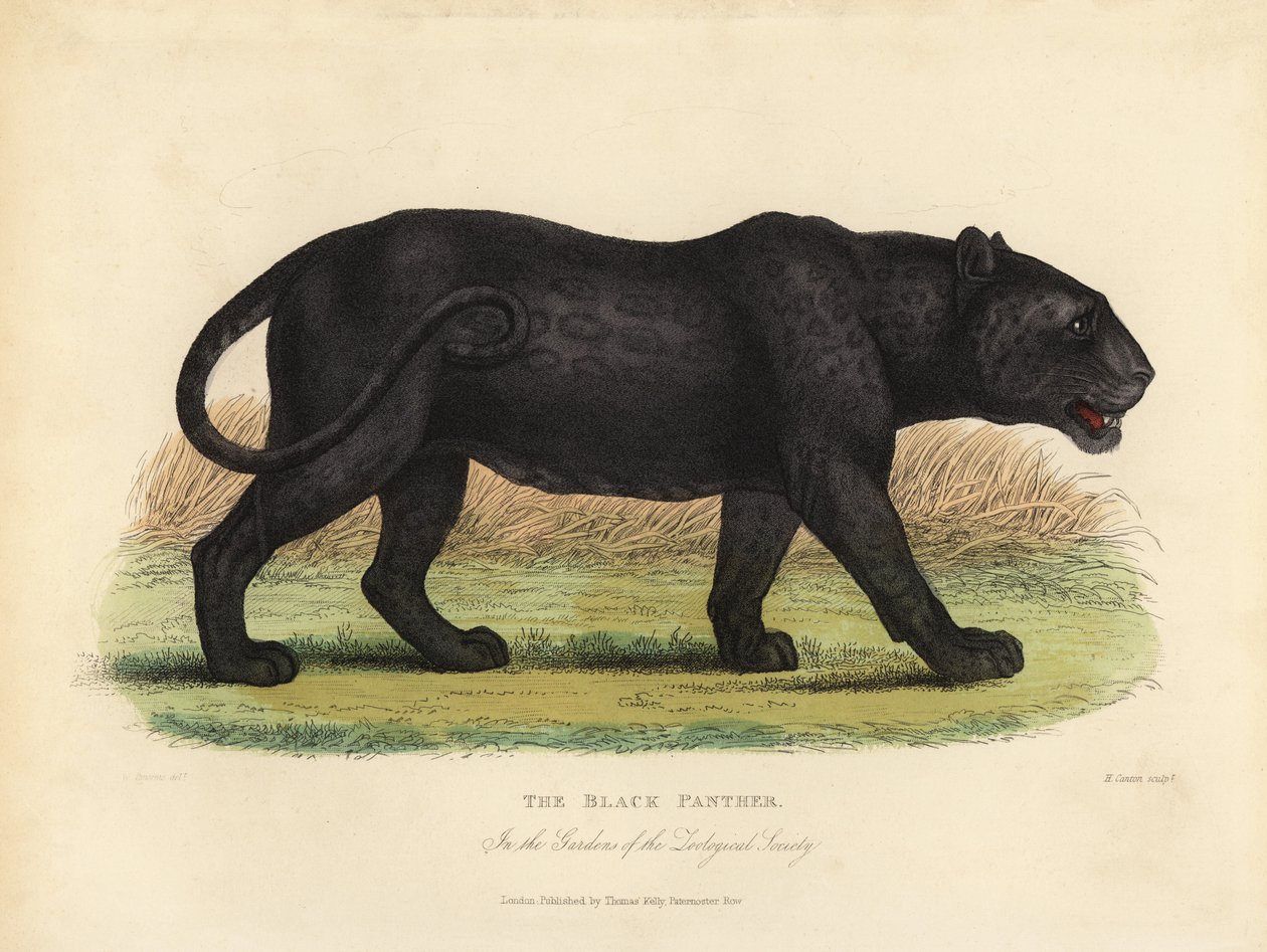 Kara Panter, Panthera pardus ve Panthera onca. by William Smellie