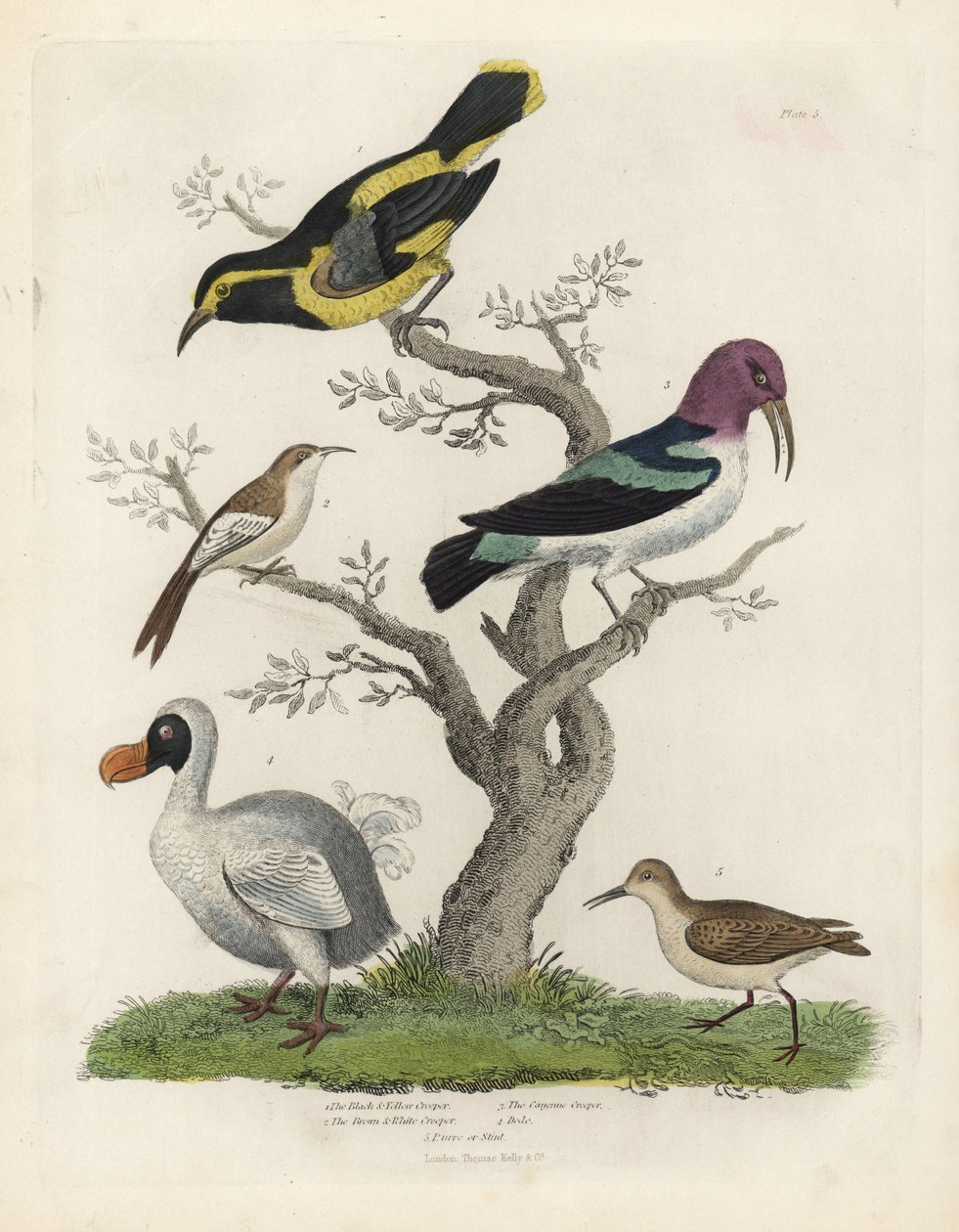 Siyah ve sarı sarmaşık, kahverengi ve beyaz sarmaşık, Certhia americana, Cayenne sarmaşık, Dacnis cayana, Dodo, Raphus cucullatus ve saf veya ölçülü, Calidris alpina. William Smellie'nin Natural Histo'sundan bilinmeyen bir sanatçı tarafından elle b by William Smellie