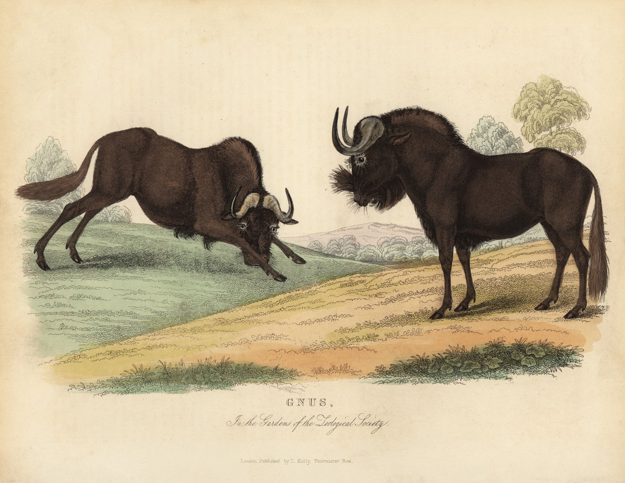 Siyah antilop, Connochaetes gnou. by William Smellie