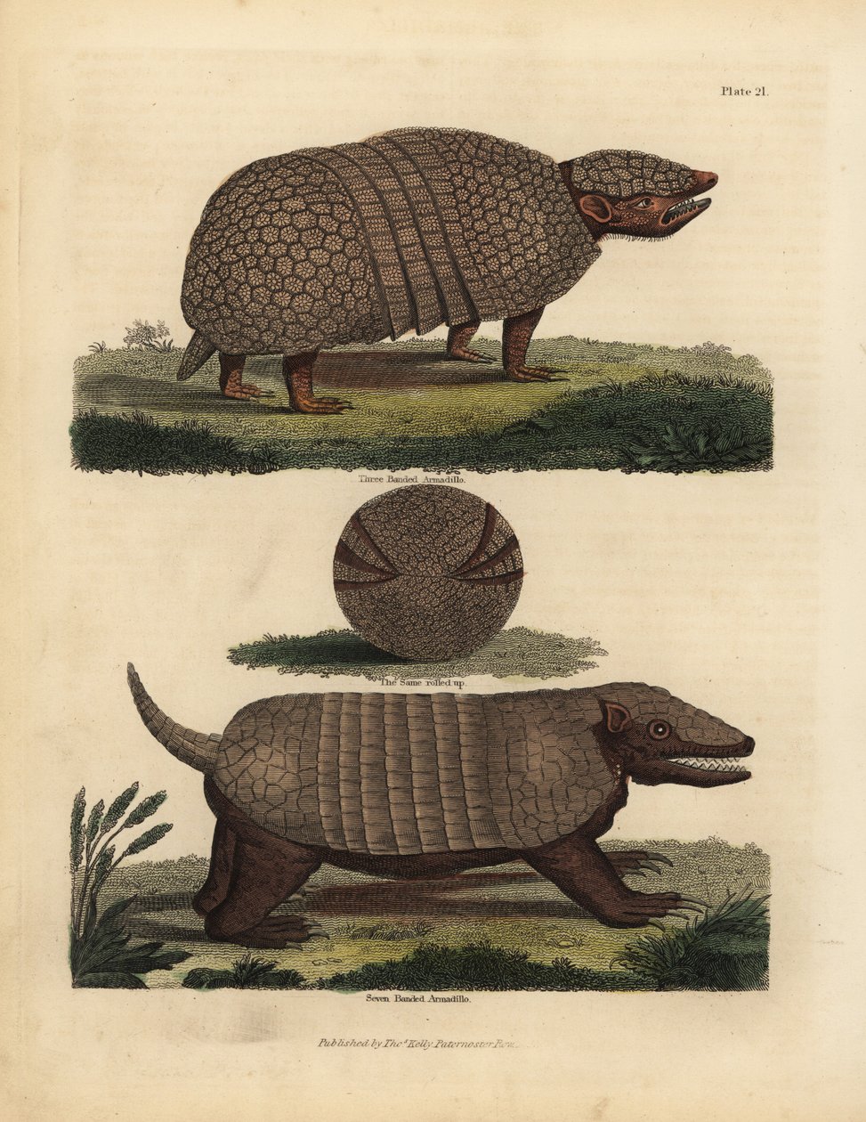 Brezilyalı üç bantlı armadillo ve yedi bantlı armadillo. by William Smellie