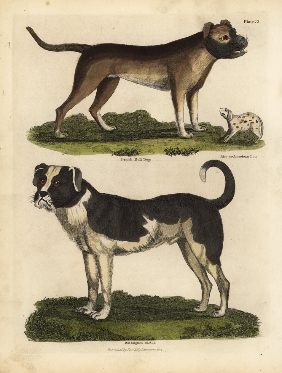 Köpeklerin ırkları, Canis lupus familyis. by William Smellie
