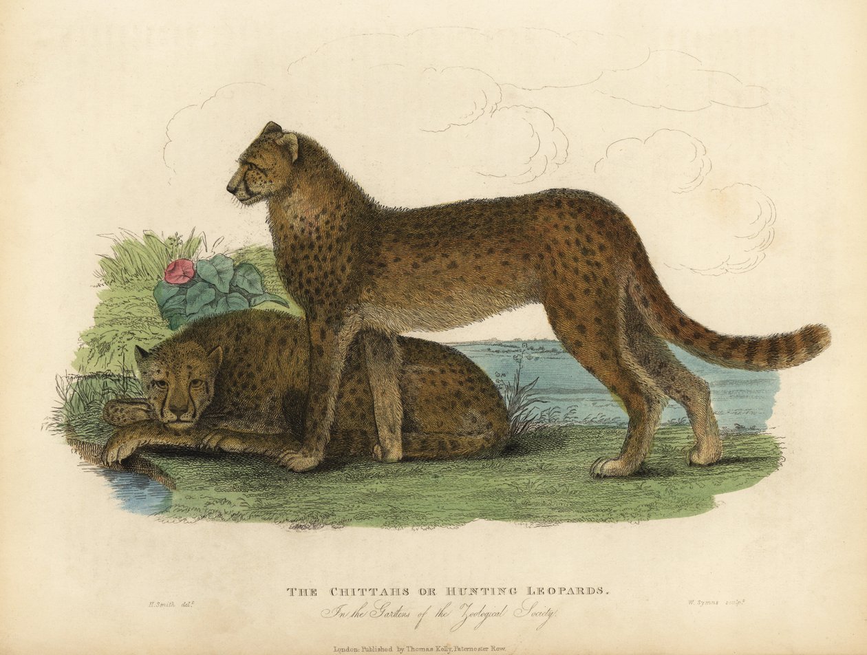 Çita, Acinonyx jubatus. by William Smellie