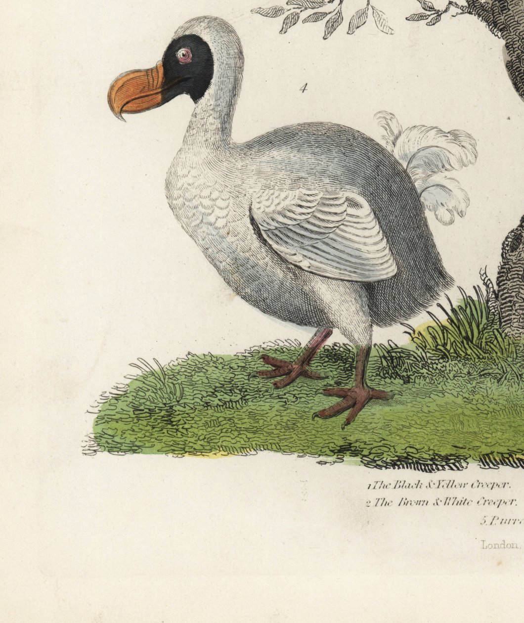 Dodo, Raphus cucullatus, soyu tükenmiş uçamayan kuş (eski adıyla Didus ineptus). William Smellie
