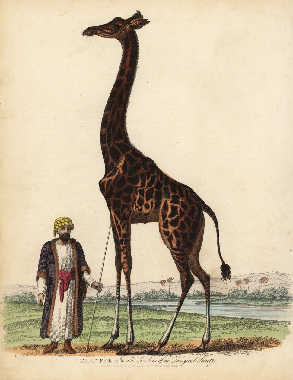 Zürafa, Zürafa camelopardalis. by William Smellie