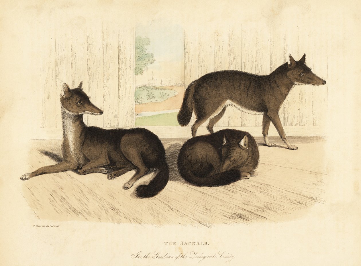 Altın çakal, Canis aureus. by William Smellie