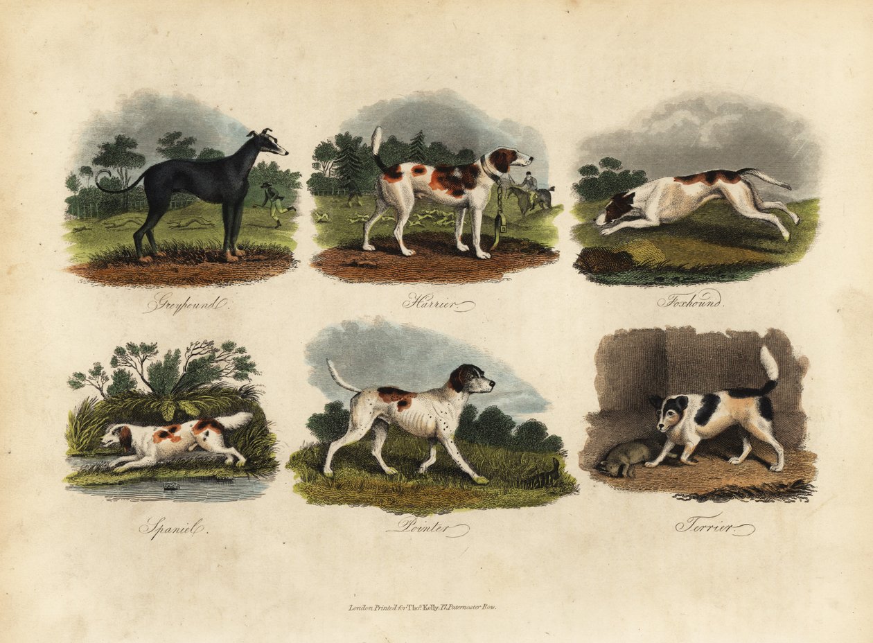 Tazı, Harrier, Foxhound, Spaniel, İşaretçi, Teriyer. by William Smellie