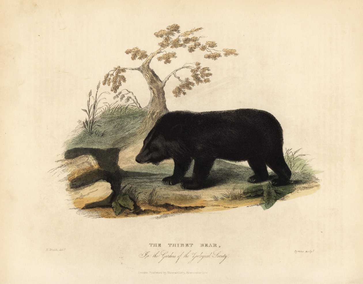 Himalaya kara ayısı, Ursus thibetanus laniger. by William Smellie