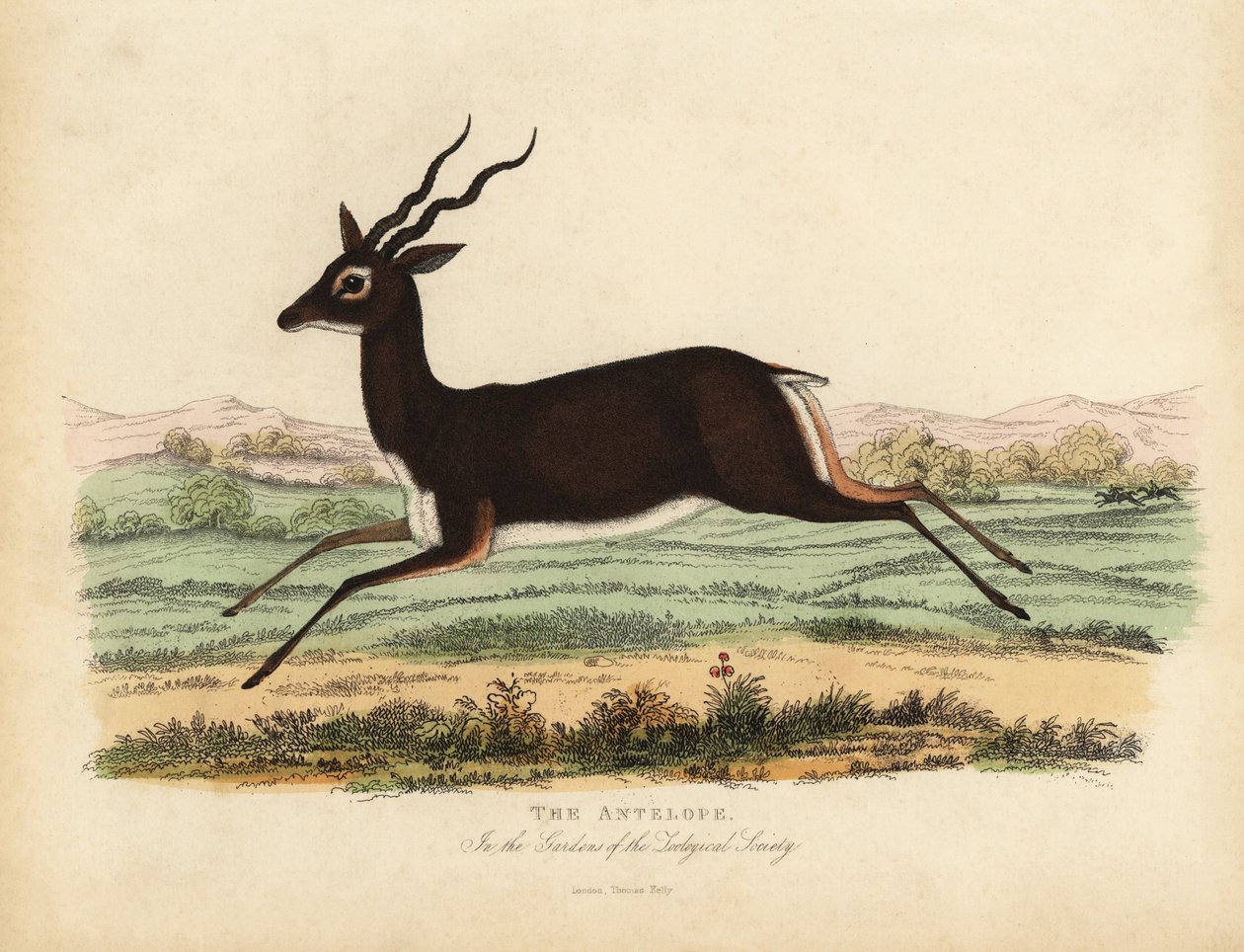 Hint antilopu veya blackbuck, Antilope cervicapra. by William Smellie