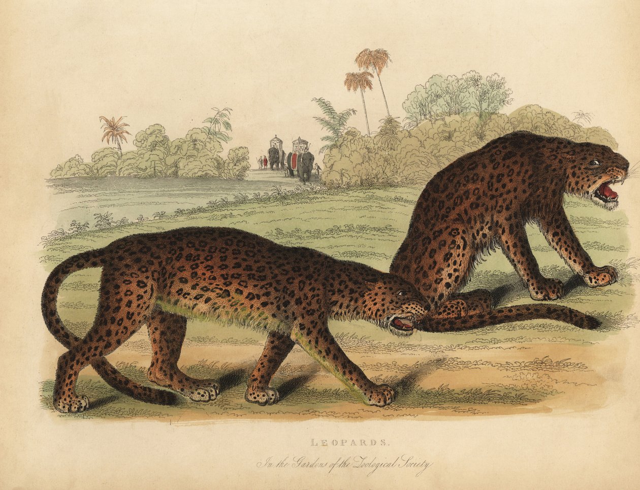Leoparlar, Panthera pardus. by William Smellie