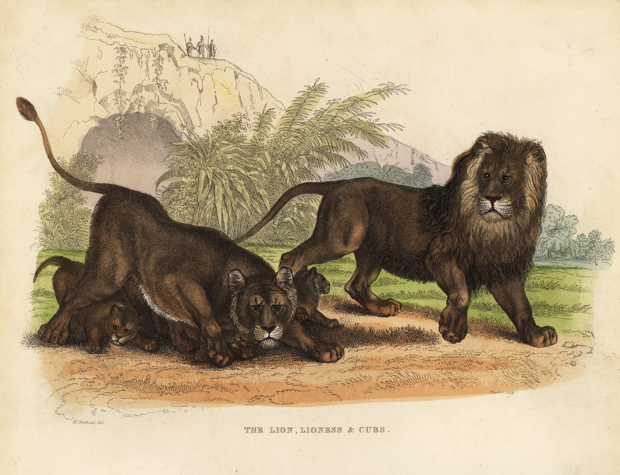 Aslan, Dişi Aslan ve Yavrular, Panthera leo. by William Smellie