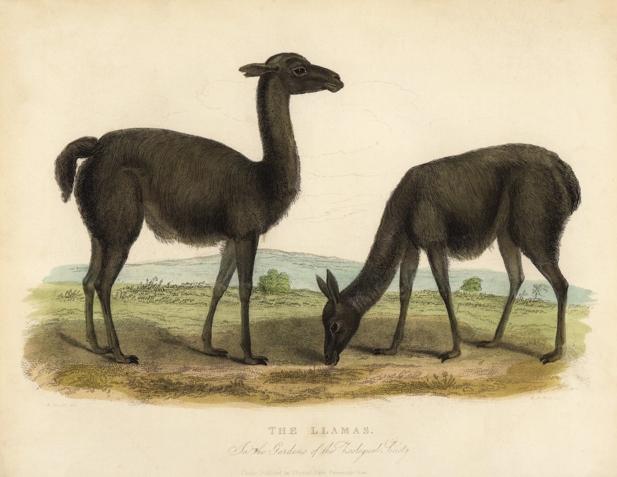 Ara, Lama glama. by William Smellie