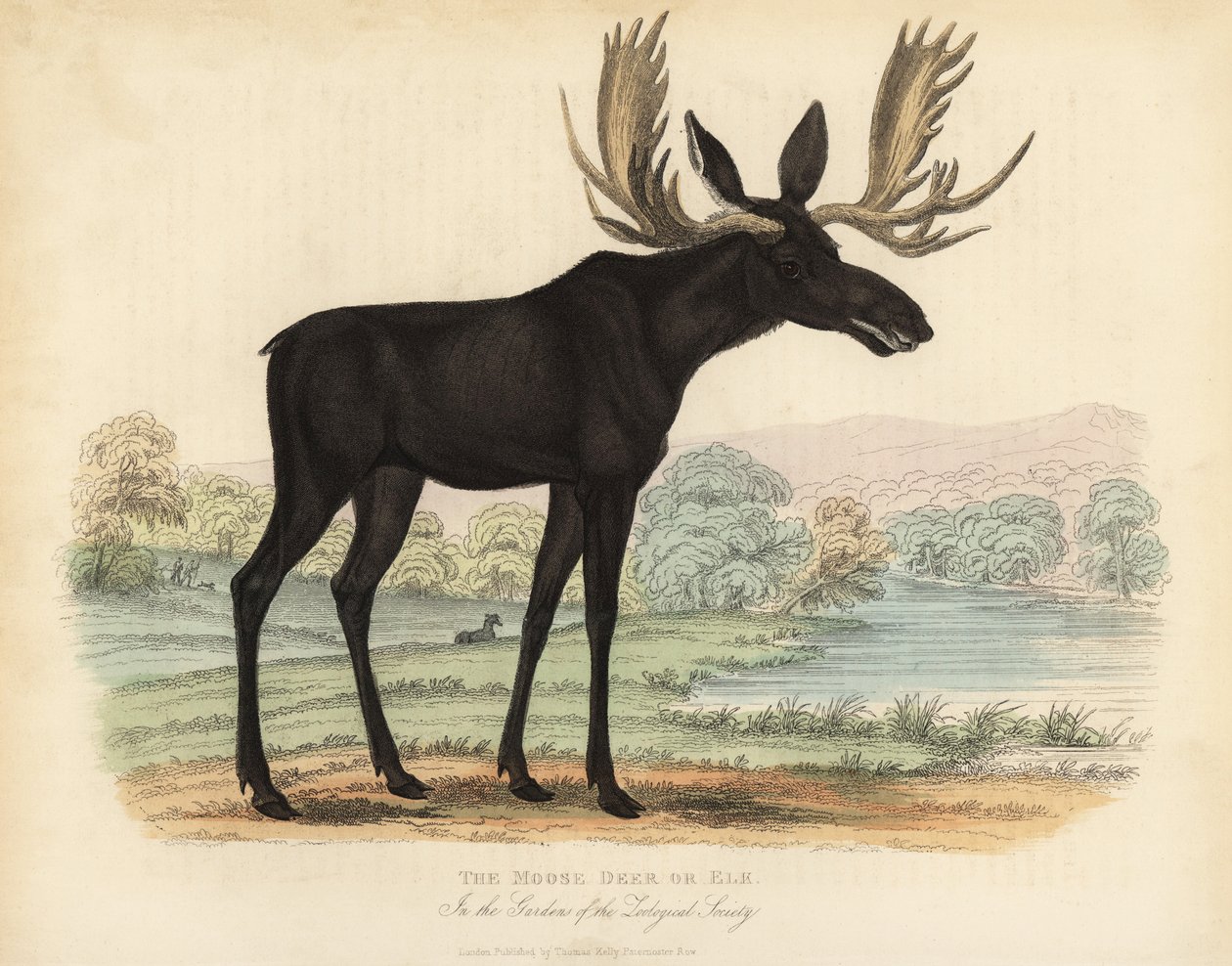 Geyik veya geyik, Alces alces. by William Smellie
