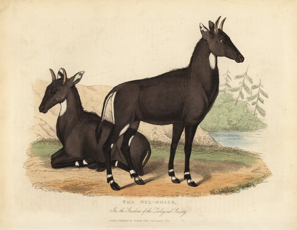 Nilgai veya mavi boğa, Boselaphus tragocamelus. by William Smellie