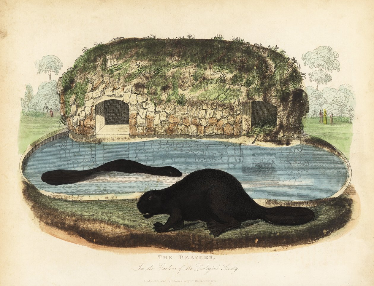Kuzey Amerika kunduzu, Castor canadensis. by William Smellie