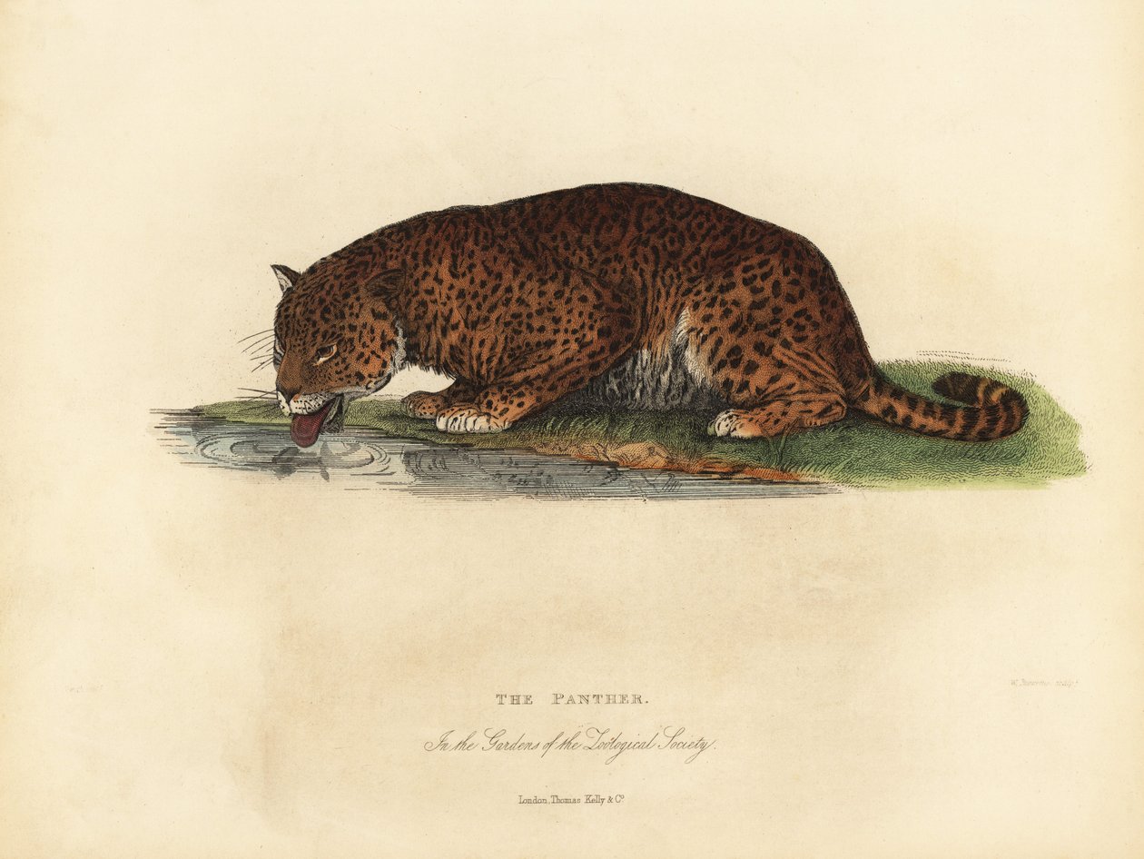 Panter, Panthera pardus veya Panthera onca. by William Smellie