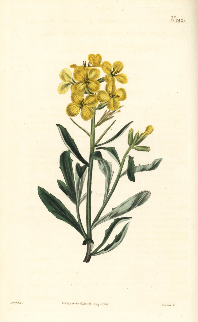 Kokulu duvar çiçeği, Erysimum odoratum (Tatlı kokulu alpin çit hardalı, Erysium lanceolatum eksi). William Curtis